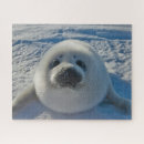 Search for seals puzzles Animal