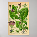 Search for poisonous plants posters Illustration