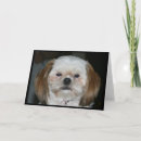 Search for shih tzu birthday cards Puppy
