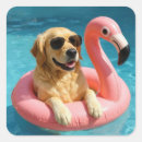 Search for dog swimming stickers Golden retriever
