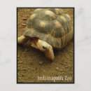 Search for tortoise shell postcards Scales