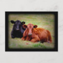 Search for cattle farming postcards Black