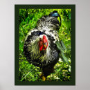Search for chicken egg posters Chickens