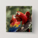 Search for macaws badges Wild