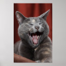 Search for funny cat pictures posters Pets