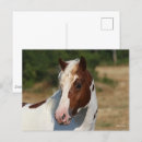 Search for haflinger postcards Pinto