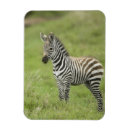 Search for plains zebra magnets Africa