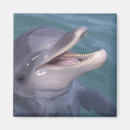 Search for bottlenose dolphin magnets Aquatic