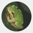 Search for green tree frog stickers Amphibians