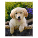 Search for funny golden retriever posters Puppy