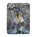 Search for four animals magnets Nature