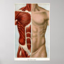 Search for abdominal posters Muscle