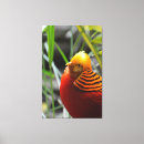 Search for pheasant canvas prints Animals