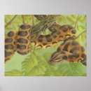 Search for constrictor posters Colourful