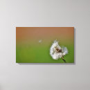 Search for wish canvas prints Dandelion