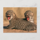 Search for adaptable postcards Animal