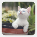 Search for kitten square stickers Playing