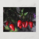 Search for hot chilli postcards Food