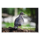 Search for pigeon gifts Nature