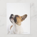 Search for mixed breed postcards Studio shot