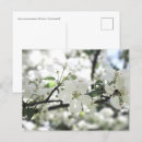 Search for apple tree photography White