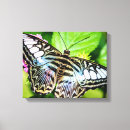Search for clippers art Butterflies
