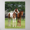 Search for sporting breed posters Bob langrish