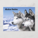 Search for alaskan postcards Husky