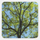Search for oak tree stickers Nature