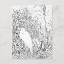 Search for egrets postcards Nature