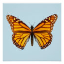 Search for beautiful monarch butterfly posters Orange