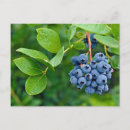Search for cropped postcards Blue
