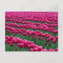 Search for spring bulbs postcards Flower