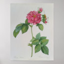 Search for pierre joseph redoute posters Rose
