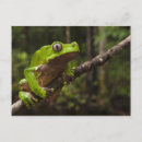 Search for bicolor postcards Amphibian