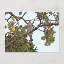 Search for bird tree postcards Perched