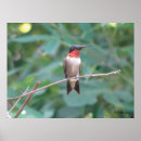 Search for ruby throated posters Birds
