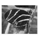 Search for black and white butterfly posters Modern