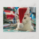 Search for christmas kitten postcards Feline