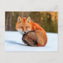 Search for red foxes postcards Snow