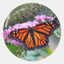 Search for orange monarch butterflies stickers Pretty