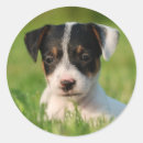 Search for jack russel terrier stickers Jrt