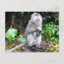 Search for monkey around postcards Cute