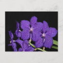 Search for vanda Flower