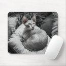 Search for hairless mouse mats Kitten