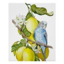 Search for budgies posters Budgerigar