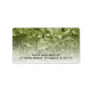 Search for green hydrangea return address labels Hydrangeas