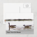 Search for geese postcards Birds