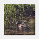 Search for edge magnets Wildlife