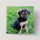 Search for shepherd square badges Pet
